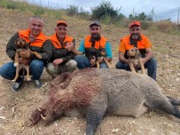 Avcilar 234 Kiloluk Yaban Domuzu Avladi Haberi