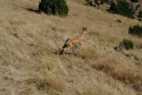 Kazankaya Kanyonu'na 5 Dag Keçisi Daha Salindi Haberi