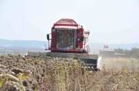 Kesan'da Ayçiçegi Hasadi Basladi