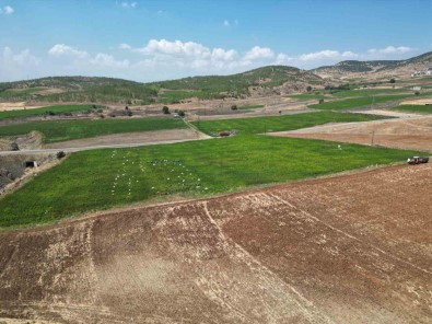 Kilis'te En Aci Hasat Basladi