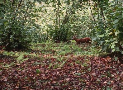 Ordu'da Findik Bahçesine Giren Karaca Cep Telefonuyla Görüntülendi