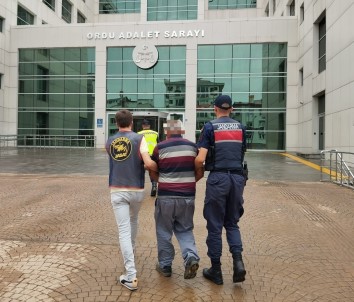 Ordu'da Uyusturucu Madde Imal Ve Ticareti Yapan Yasli Sahis Yakalandi
