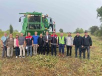Samsun'da Kenevir Hasadi Haberi