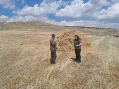 Sarikamis'ta Hasat Vakti, Çiftçiler Ektiklerini Topluyor
