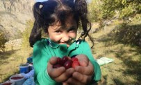 Serbeti, Çayi, Meyvesi Oluyor! Kalbi Koruyor, Enfeksiyonu Düsürüyor Haberi
