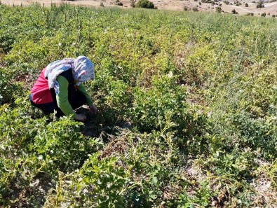 Tavsanli'da Patates Üretimi Yapilan Alanlarda Hastalik Ve Zararli Surveyleri Yapildi