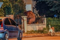 Aç Kalan Ayi Baskentte Sehre Indi Haberi