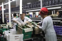 Bati Akdeniz'de Ihracat Yaklasik 2 Milyar Dolara Ulasti Haberi