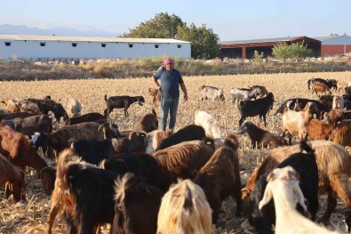 Çobanlarin Kavurucu Sicakta Zorlu Mesaisi, Yüksek Maas Talebi Çoban Bulmayi Zorluyor