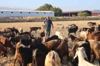Çobanlarin Kavurucu Sicakta Zorlu Mesaisi, Yüksek Maas Talebi Çoban Bulmayi Zorluyor Haberi