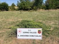Edirne'de Uyusturucu Operasyonu Açiklamasi 300 Kök Kenevir Imha Edildi
