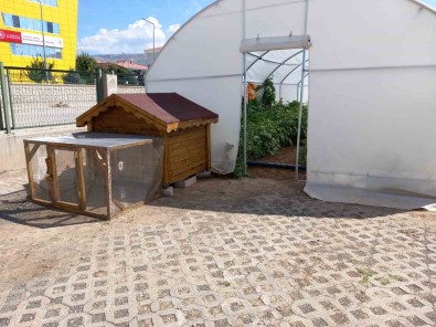 Erzincan'da Okuldaki Çiftlik Büyümeye Devam Ediyor