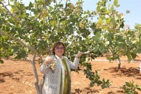 Gastroantep Kültür Yolu Festivali Ile Gaziantep'in Mutfak Ve Kültür Zenginligi Yeniden Dünya Sahnesinde Haberi