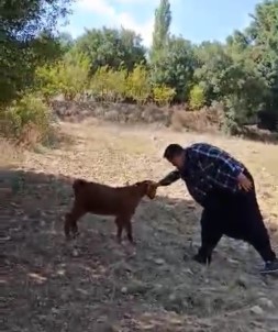 Oglak Ile Oyun Oynayarak Keyifli Anlar Yasadi