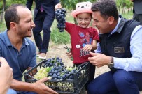 Bilecik'te Üzüm Hasadi Basladi Haberi