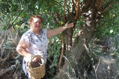 Çiftçi Kadin, Incir Toplarken Bir Buçuk Metrelik Engerek Yilaniyla Karsilasti