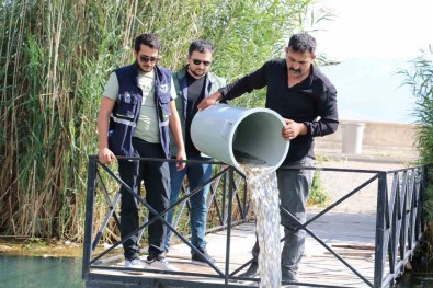 Erzincan'da Barajlara 560 Bin Sazan Baligi Birakildi