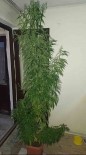 Evindeki Saksida 2,5 Metre Boyunda Kenevir Yetistiren Sahis Yakalandi Haberi