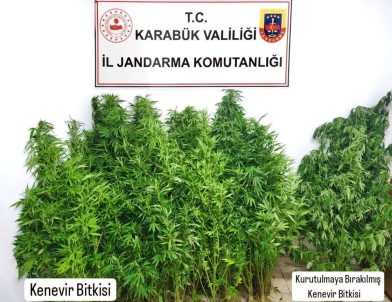 Kenevir Operasyonunda 1 Tutuklama