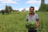 Oltu'da Yerli Üretim Karpuz Ilgi Görüyor Haberi
