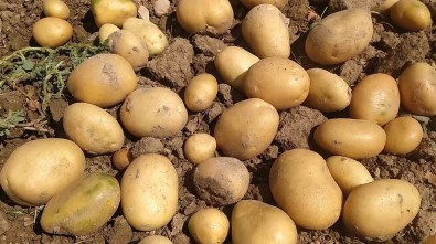 Sivas Patates Üretiminde 6. Sirada Yer Aldi