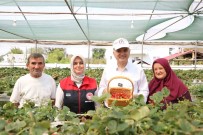 Topraksiz Tarim Ile Çilek Üretiyor Haberi