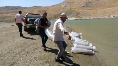 Van'da 400 Bin Yavru Sazan Göllere Birakildi