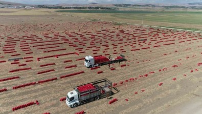 430 Bin Ton Üretildi, Amasya'da Sogan Tarlada Bir Aydir 6 TL