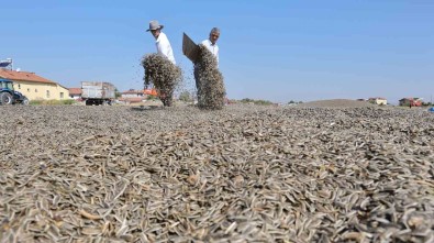 Aksaray'da Hasat Edilen Ay Çekirdekleri Kurumasi Için Araziye Serildi