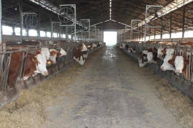 Erzincan'da Buzagi Destegi Için Basvurular Basliyor