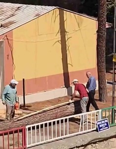 Kozalak Düsüyor Iddiasiyla Kesilen Agaçlar Tepkilere Neden Oldu