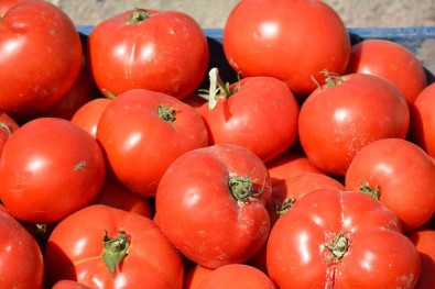 Meshur Ayas Domatesini Eken Çiftçi Sayisi Azaldi