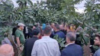 Mor Patlican Incirinde Hasat Haberi