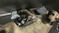 Otomobilin Altinda Kalan Hamile Köpegin Imdadina Hayvanseverler Yetisti