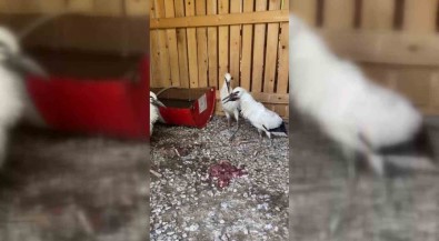 Sinop'ta Leylekler Dogaya Salindi