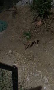 Tilki Ve Bahçe Sahibi Arasindaki Sohbet Gülümsetti Açiklamasi'Kümesten Uzak Dur, Arkadasligimiz Bozulmasin!'