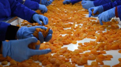 TMO Kayisida Taban Fiyati Açikladi