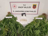 Jandarmadan Kenevir Operasyonu Haberi