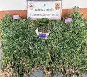 Karaman'da Yetistirdigi Keneviri Satmaya Çalisan 1 Kisi Tutuklandi Haberi