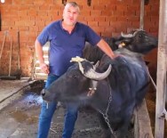 Kütahya'da Köylere Manda Destegi