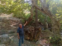 Mesafe Tanimayan Iki Çinar Agaci Tek Gövde Üzerinde Birleserek 50 Metre Yükseldi Haberi