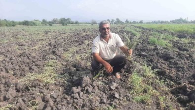 Arazi Anlasmazligi Yasayan Çiftçinin Yonca Ekili 30 Dekar Tarlasini Gece Vakti Sürdüler