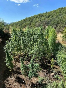 Bingöl'de Dere Yataginda 285 Kök Kenevir Ele Geçirildi