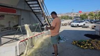 Balik Sezonunun Açilisi Öncesi Anlamli Tören