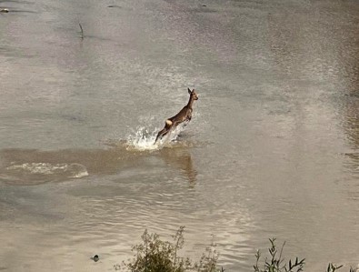 Çaya Giren Yavru Ceylan Kamerada