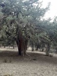 Denizli'de 700 Yillik Ardiç Agaci Kesfedildi