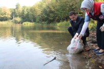Düzce'de Göl Ve Göletlere 35 Bin Sazan Birakildi
