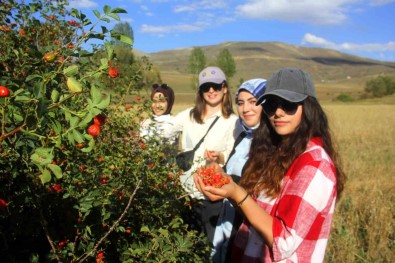 Erzincan'da Kusburnu, Zorlu Arazilerde Toplanmaya Baslandi