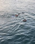 Feribottan Suya Düsen Kadin Kurtarildi Haberi