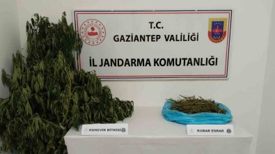 Gaziantep'te Uyusturucu Operasyonu Açiklamasi 1 Gözalti